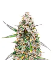 Northern Lights Autoflower Seeds