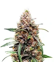 White Tahoe Cookies Auto Seeds