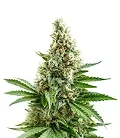 White Widow Auto Seeds