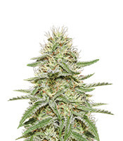 Enemy’s Dream (Super Strains) Cannabis-Samen