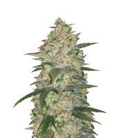 Graines de cannabis Original Auto White Widow (Fast Buds)