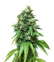 Sour Ryder ASB Giant Auto (Xtreme Seeds) Cannabis-Samen