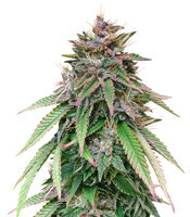 Semi femminizzati di White Widow (Flying Dutchmen)