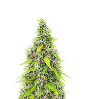 Auto GG#4 Original Glue F1 Feminized Seeds (Seedkeepers)