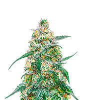 Mimosa (Herbies USA Express)