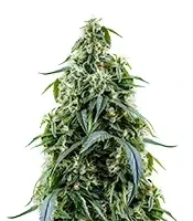 Graines de cannabis Arjan's Haze #1 (GHS)