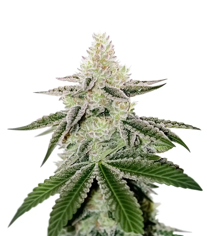 Chama! R1 Seeds (Ethos Genetics)