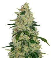 Diesel Auto feminized seeds (G13 Labs)