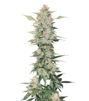 Graines de cannabis Ripper Haze (Ripper Seeds)