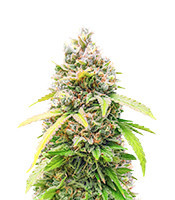 Bruce Banner Fast Version Feminized Seeds (EGS)