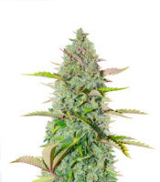 G14 Auto (Fast Buds) Cannabis-Samen