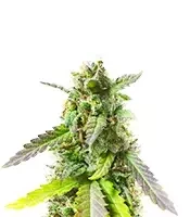 Bahia Black Head feminized seeds