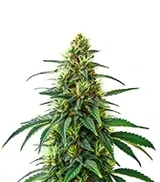 Café Racer Auto Seeds