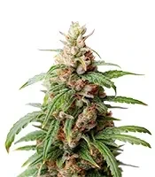 Neville's Rose Auto (Delicious Seeds)