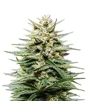 Graines de cannabis Super Lemon Haze CBD (GHS)
