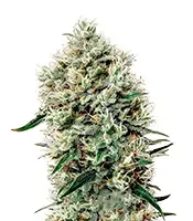 Semi Femminizzati White Rhino