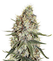 Amnesia feminized seeds (Seedstockers)