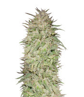 Graines de cannabis Big Freeze (Big Head Seeds)