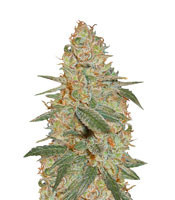 Black Diesel feminized seeds