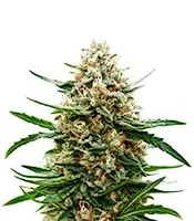 Sementes Feminizadas de Banana Guava Auto (Fast Buds)