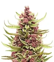 Banana Krumble Seeds