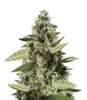 Bruce Banner #3 Seeds (Blimburn Seeds)