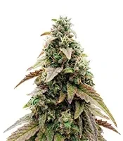 CBD Hammer Shark feminized seeds