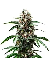 Godfather OG Auto Seeds
