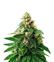 Jumping Jack Dash Auto feminized seeds