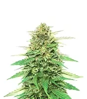 Semi Femminizzati Pineapple Muffin Autoflower (Humboldt Seed Company)