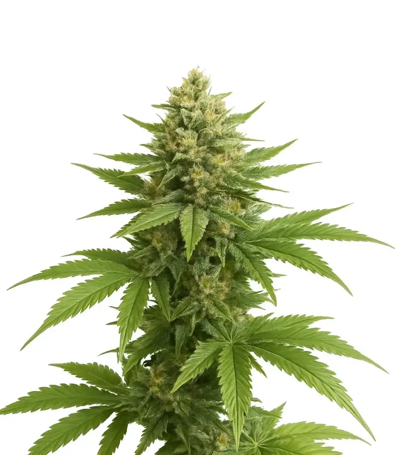 Sementes Feminizadas de Trippy Sherbert Punch Auto (Big Head Seeds)