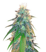 Graines de cannabis Buzz Light Gear (Dr. Krippling Seeds)