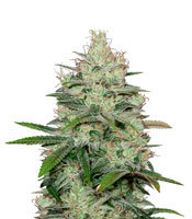 Graines de cannabis Cheese CBD (Dinafem Seeds)