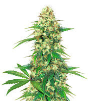 Fruit Cake (Seedstockers) Cannabis-Samen