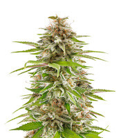 Sherbert Dab feminized seeds