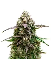 Apple Fritter Auto Seeds