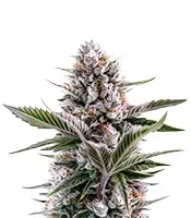 Mendo Guava Auto Seeds (Fast Buds)