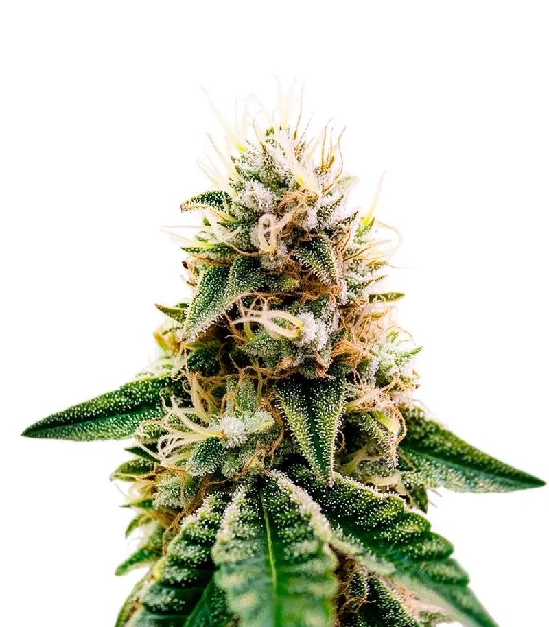 Mouth Wash Seeds (Humboldt Seeds Organization)
