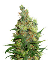 Amnesia Bilbo (Genehtik Seeds) Cannabis-Samen