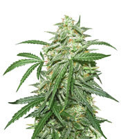 Chapita de Michoacan Regular (CannaBioGen) Cannabis-Samen