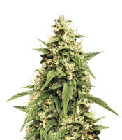 Jack 47 XL Auto (Sweet Seeds) Cannabis-Samen