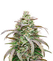 Amnesia Haze Feminized Seeds (Herbies Seeds USA)