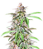 Dozy Breath Feminized Seeds (AlphaFem Seeds)