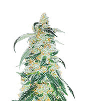 RudeBoi OG F1 Feminized Seeds (Seedkeepers)