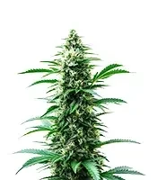 C. Banana Seeds