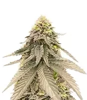 Sementes Feminizadas de Cherry Gar-see-yaa (Ethos Genetics)