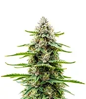 Extraction Dip Sixt Seeds