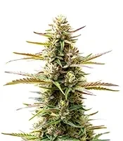 Extraction Jealousy Seeds