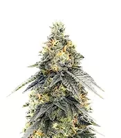 Sementes Feminizadas de G.S. Cookies (Humboldt Seed Company)