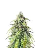 Pound Cake Auto Feminized Seeds (Fast Buds)